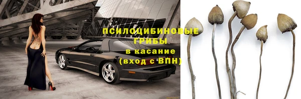 ГАЛЛЮЦИНОГЕННЫЕ ГРИБЫ Аркадак